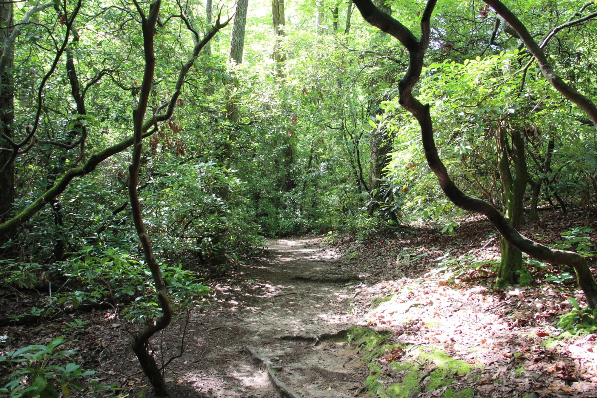 Paris Mountain foothills, Travelers Rest, South Carolina