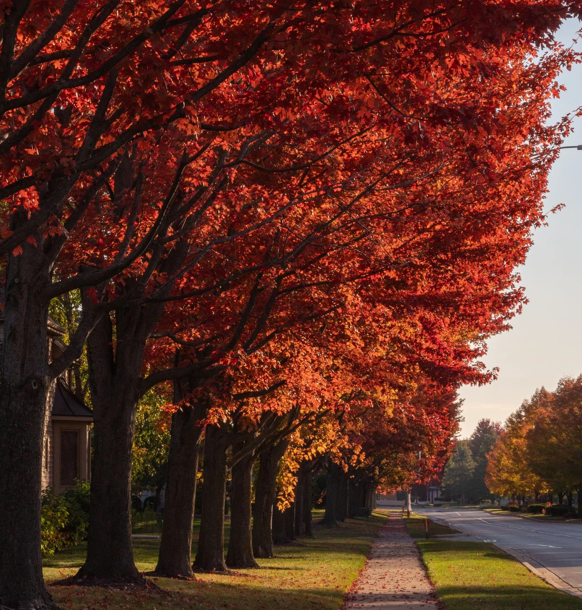 A residential sidewalk under red maples in full autumn colour